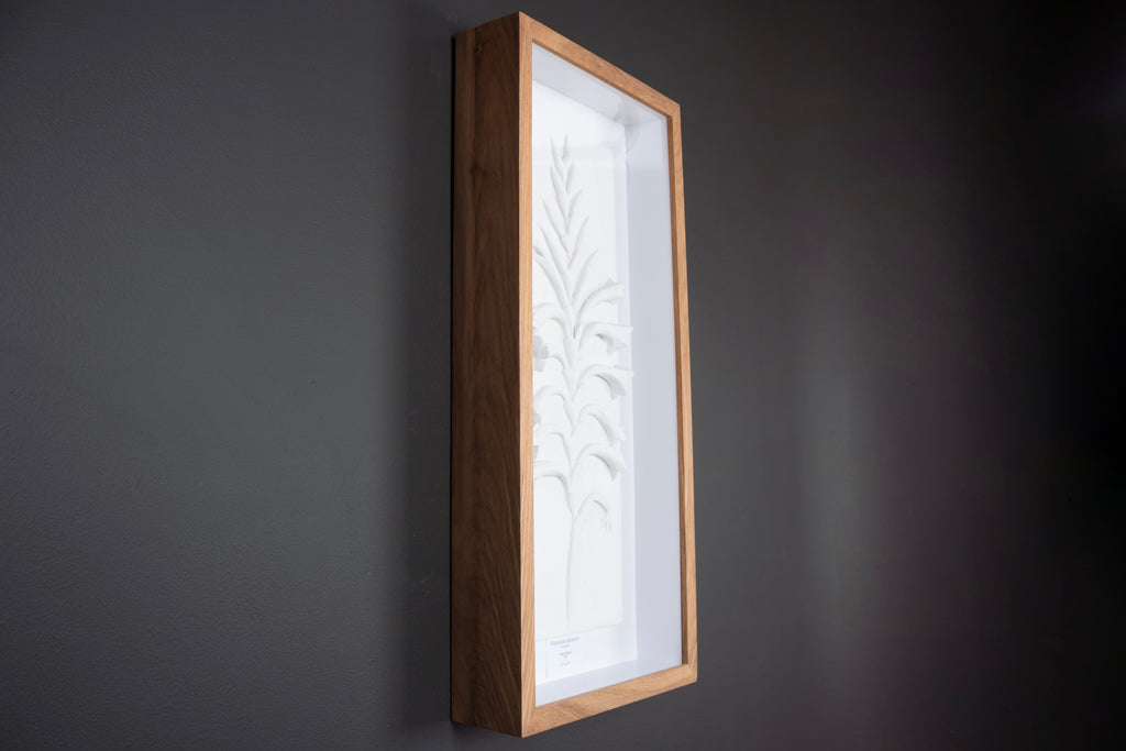 Watsonia Relief