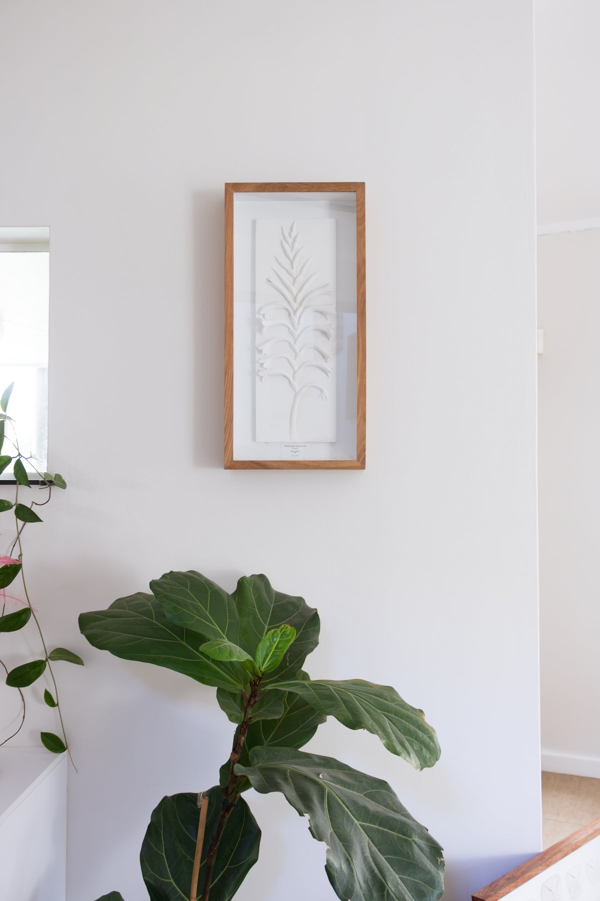Watsonia Relief