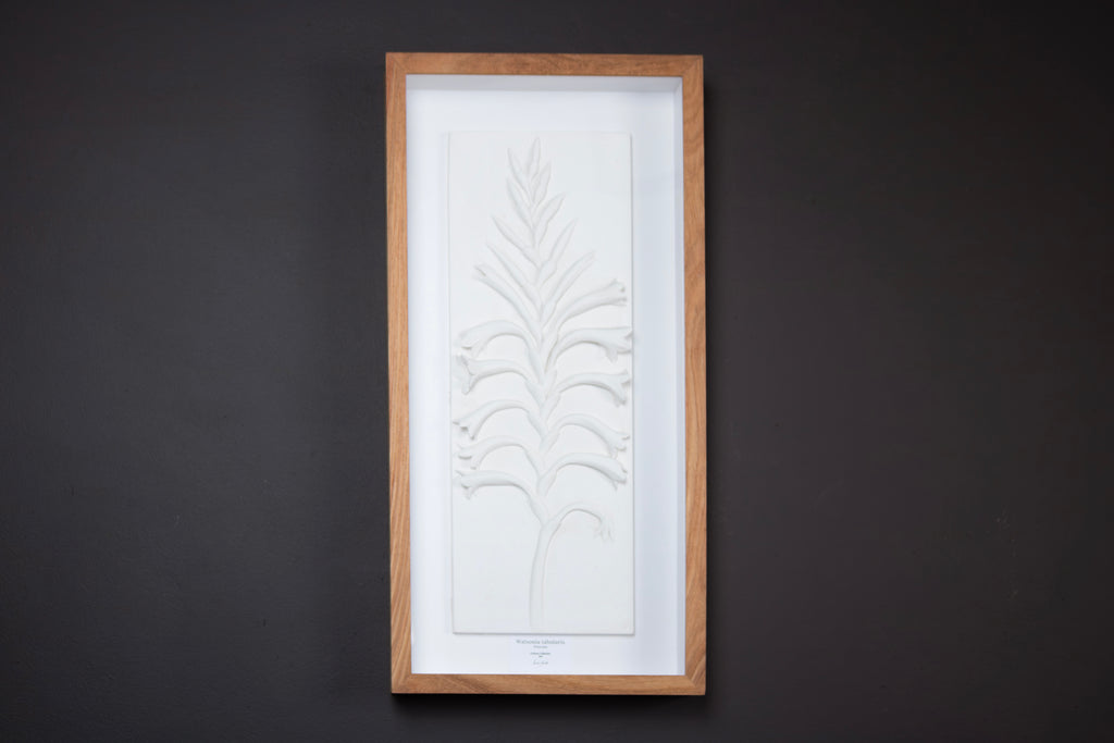 Watsonia Relief