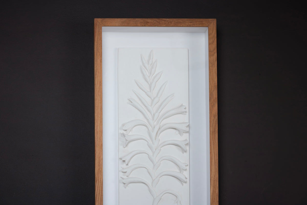 Watsonia Relief