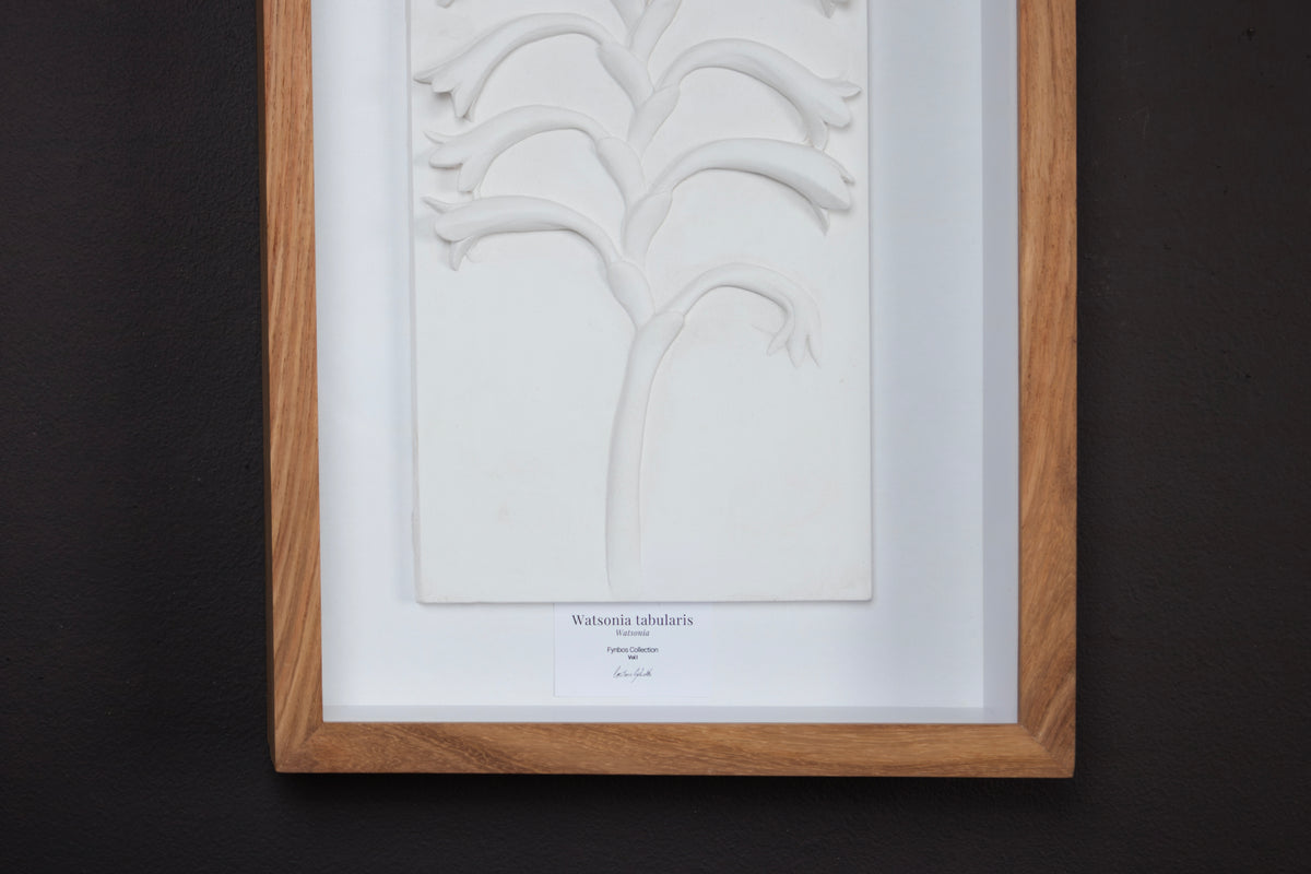 Watsonia Relief